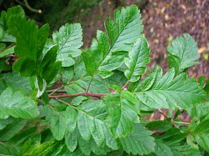 Leaves of Sorbus pseudofennica