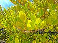 Oleta River State Park - Chrysobalanus icaco - Cocoplum leaves 01