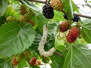 Silkworm mulberry tree zetarra marugatze arbolean3
