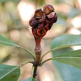 Sweetbay Magnolia Magnolia virginiana Dried Berry Cluster 2000px
