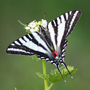 Zebra Swallowtail, Megan McCarty69.jpg