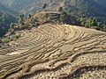 Agriculture land of Nepal