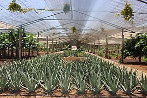 Aloe vera farm Tenerife 3