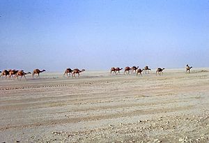 Caravane dans le désert du Registan (Afghanistan) en 1969