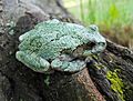 Green-Treefrog-North-American-Gray-Species-5