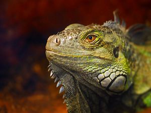 Green Iguana at Ponce Inlet Marine Science Center. - Flickr - Andrea Westmoreland