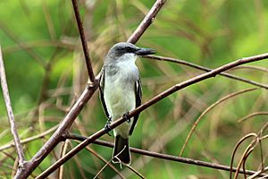 Grey kingbird (Tyrannus dominicensis vorax).jpg