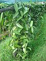 Vanilla plantation in shader dsc01168
