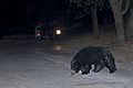 A fragile co-existence of between sloth bears and humans at Ratanmahal Sloth Bear Sactuary, Dahod, Gujarat, India