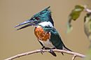 Amazon Kingfisher.jpg