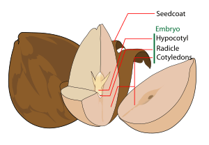 Avocado seed diagram-en