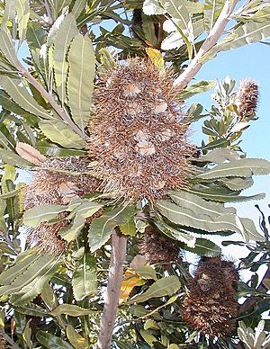 Banksia serrata follicles