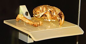 Canariomys bravoi fossils