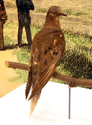 Martha, the last Passenger Pigeon. Natural History Museum, June, 2015. Digital photo, cropped and brightened
