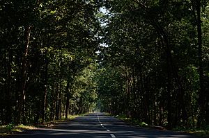 Mothugudem road near Chintoor