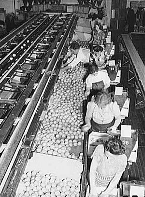 Redlands, California. Packing oranges at a cooperative packing plant.