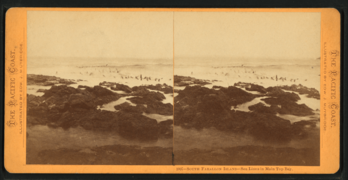 South Farallon Island, Sea Lions in Main Top Bay, by Muybridge, Eadweard, 1830-1904