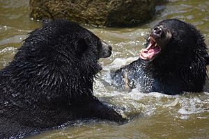 The Himalayan black bear (Ursus thibetanus) is a rare subspecies of the Asiatic black bear. 21