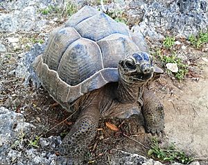 1 Friendly giant tortoise at Francois Leguat park