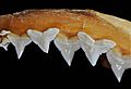 Carcharhinus falciformis upper teeth