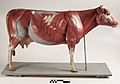 Didactic model of a bovine muscular system-FMVZ USP-24