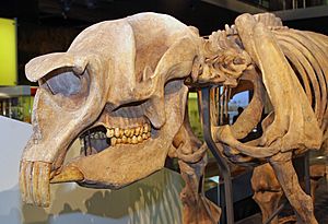 Diprotodon skull, jjron, 29.11.2010