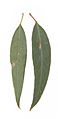 Eucalyptus radiata (Narrow-leaved peppermint)