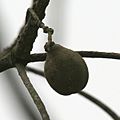 Harra (Terminalia chebula) hanging fruit at 23 Mile, Duars, WB W IMG 5902.jpg