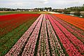 Holland tulips