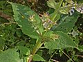 Lamiaceae - Salvia sclarea. Agata Fossili197-1
