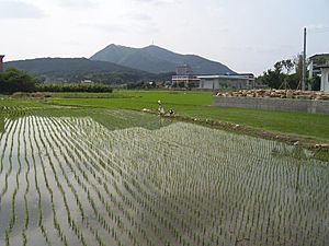Rice fields in Namwon