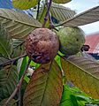 Rotten guava in Bangladesh