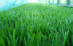 Spelt grass grown outdoors. With a deeper green color than wheat