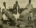 The Big Game of Africa (1910) - Giant Marabou