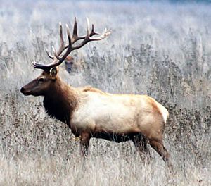 Tule Elk - Merced National Wildlife Refuge Bill Leikam 12-03-2010.jpg