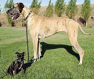 Big and little dog 1