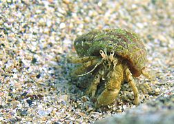 Black sea fauna hermit crab 01