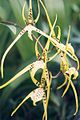 Brassia-maculata