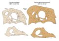 Citipati & Zamyn Khondt oviraptorid skulls