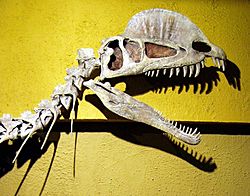 Dilophosaurus skull.jpg