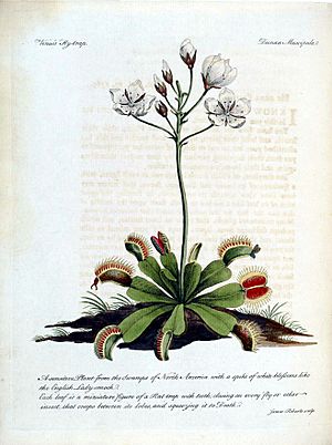 Dionaea muscipula02