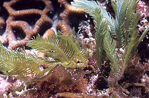 Feather algae, Caulerpa sertularioides at 11 meters depth on ridge