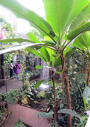 OtagoMuseum-tropicalforest