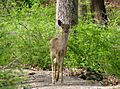 White-tailed Deer, Kanawauke Lake
