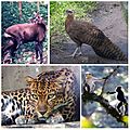 Photographs of Native species in Vietnam the crested argus; the red-shanked douc, a monkey; the Indochinese leopard and the saola, a bovine. 