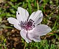 Anemone coronaria in Troodos Mountains, Cyprus