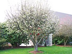 Apple Tree in Full Bloom