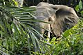 Forest elephant
