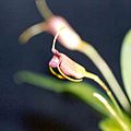 Masdevalliaventricularia2
