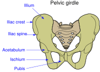 Pelvic girdle illustration
